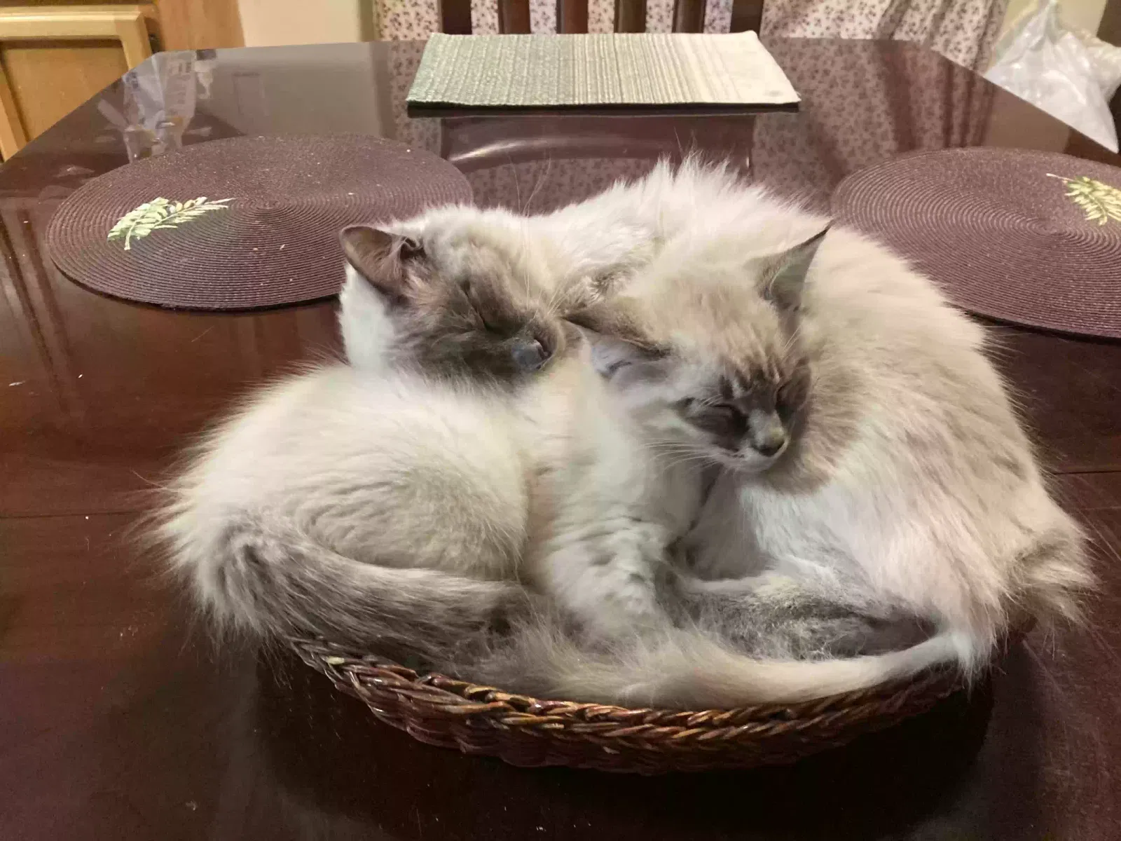 Lost cat in Mcminnville, OR, 97128