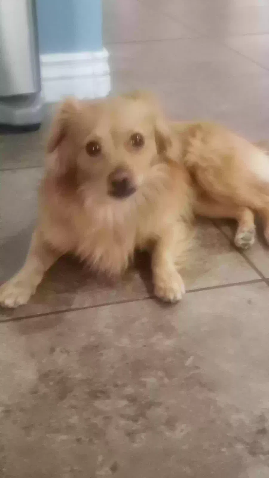 Found dog in Buckeye, AZ, 85326