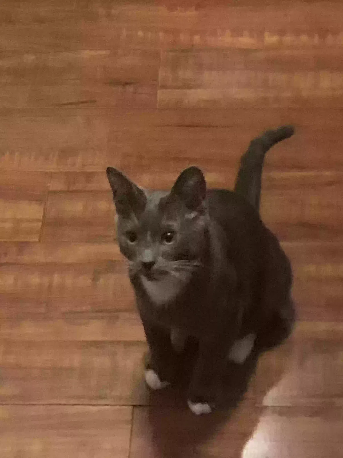 Lost cat in Hilliard, OH, 43026