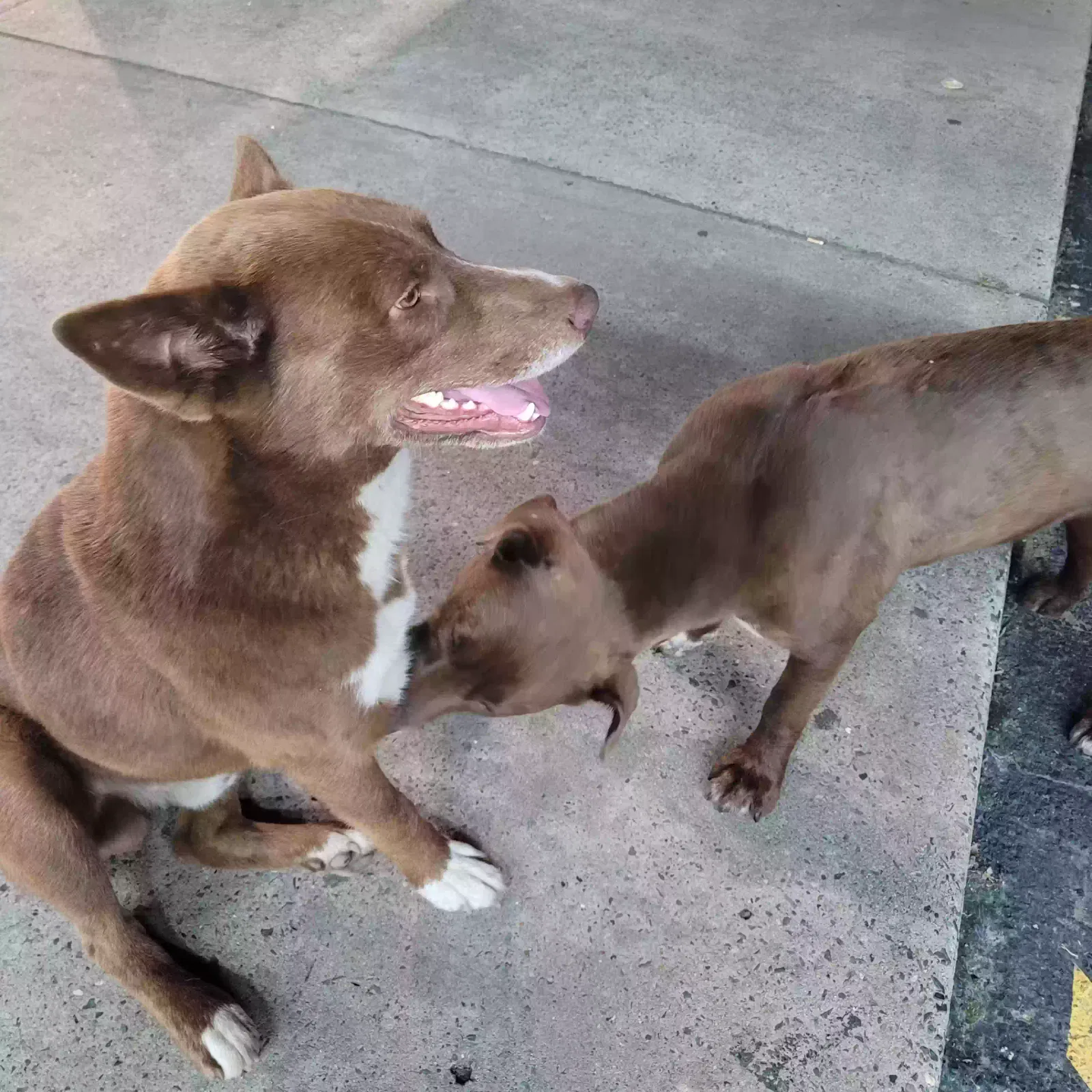 Found dog in Benton, AR, 72015