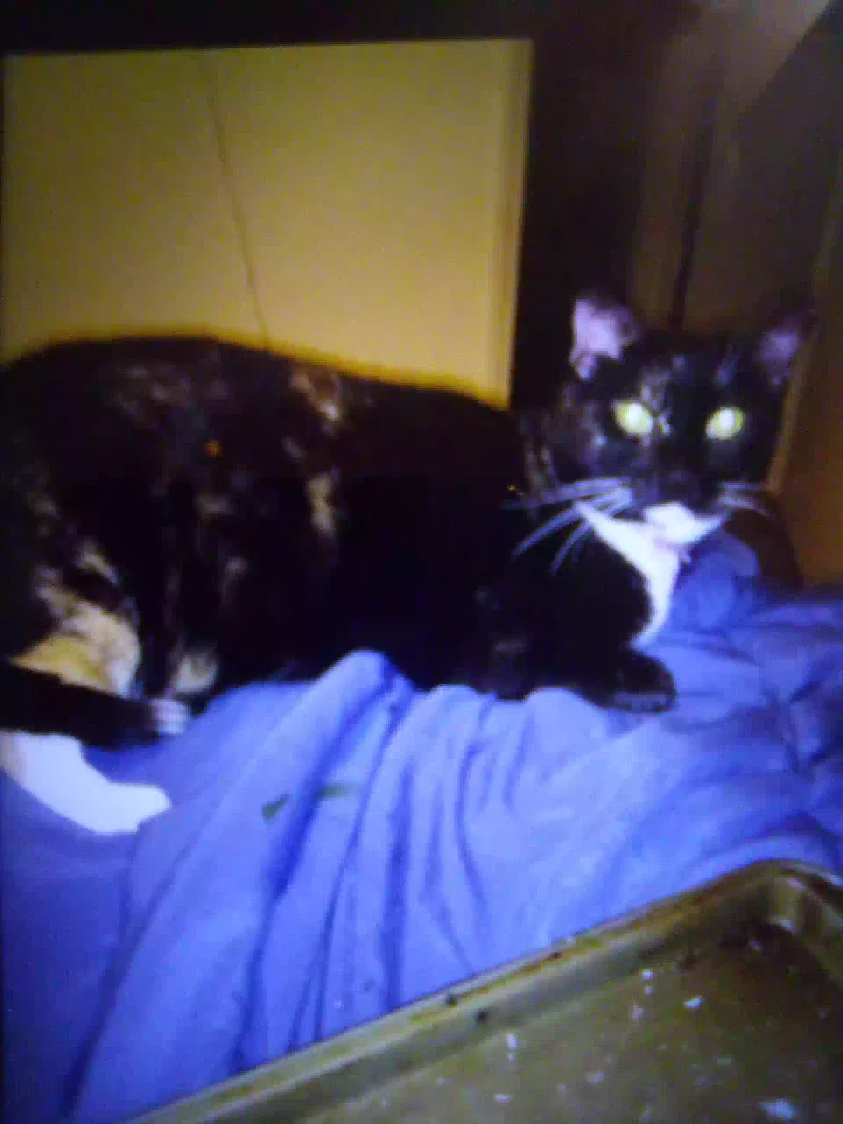 Lost cat in Denver, NC, 28037