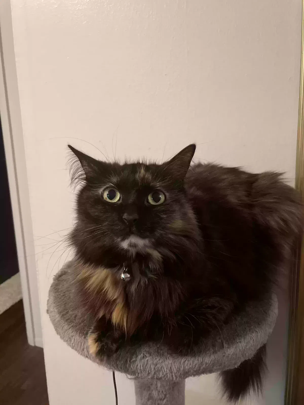 Lost cat in Grand Rapids, MI, 49504
