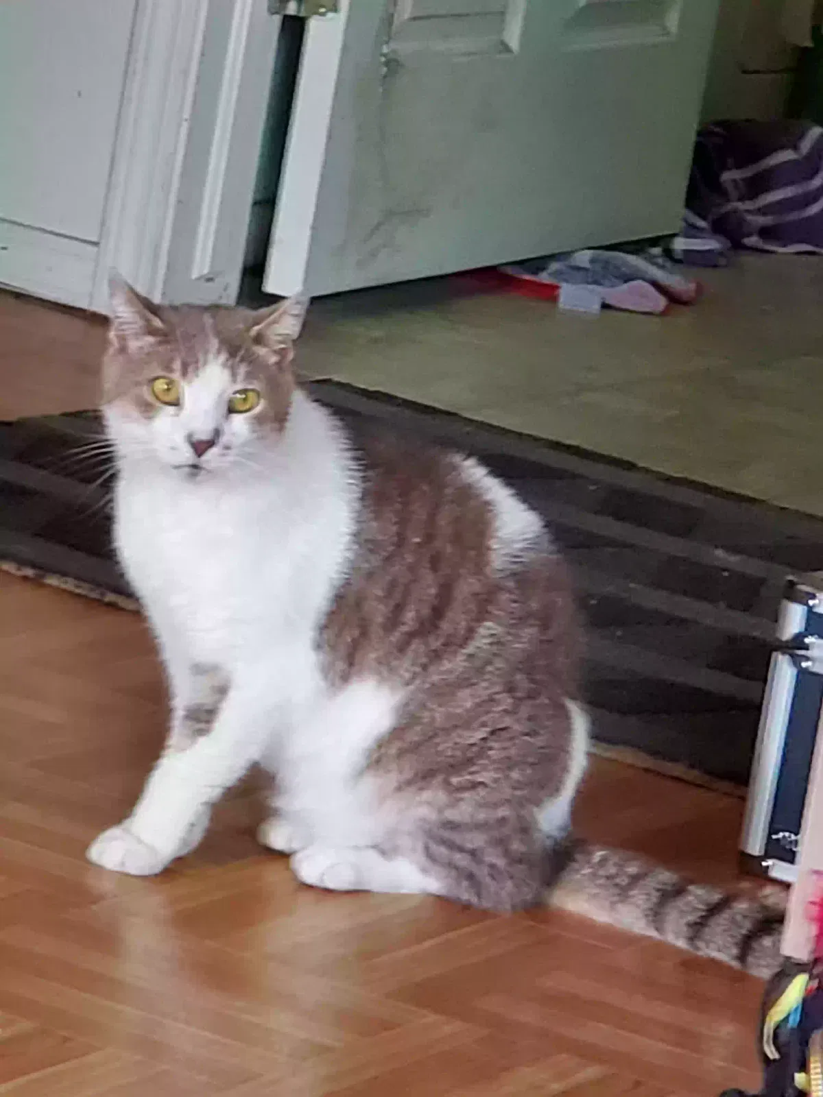 Lost cat in Tulsa, OK, 74107