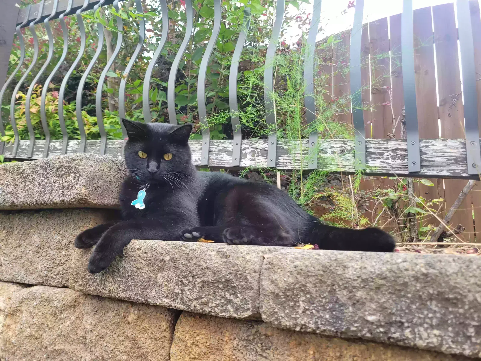 Lost cat in Knoxville, TN, 37922