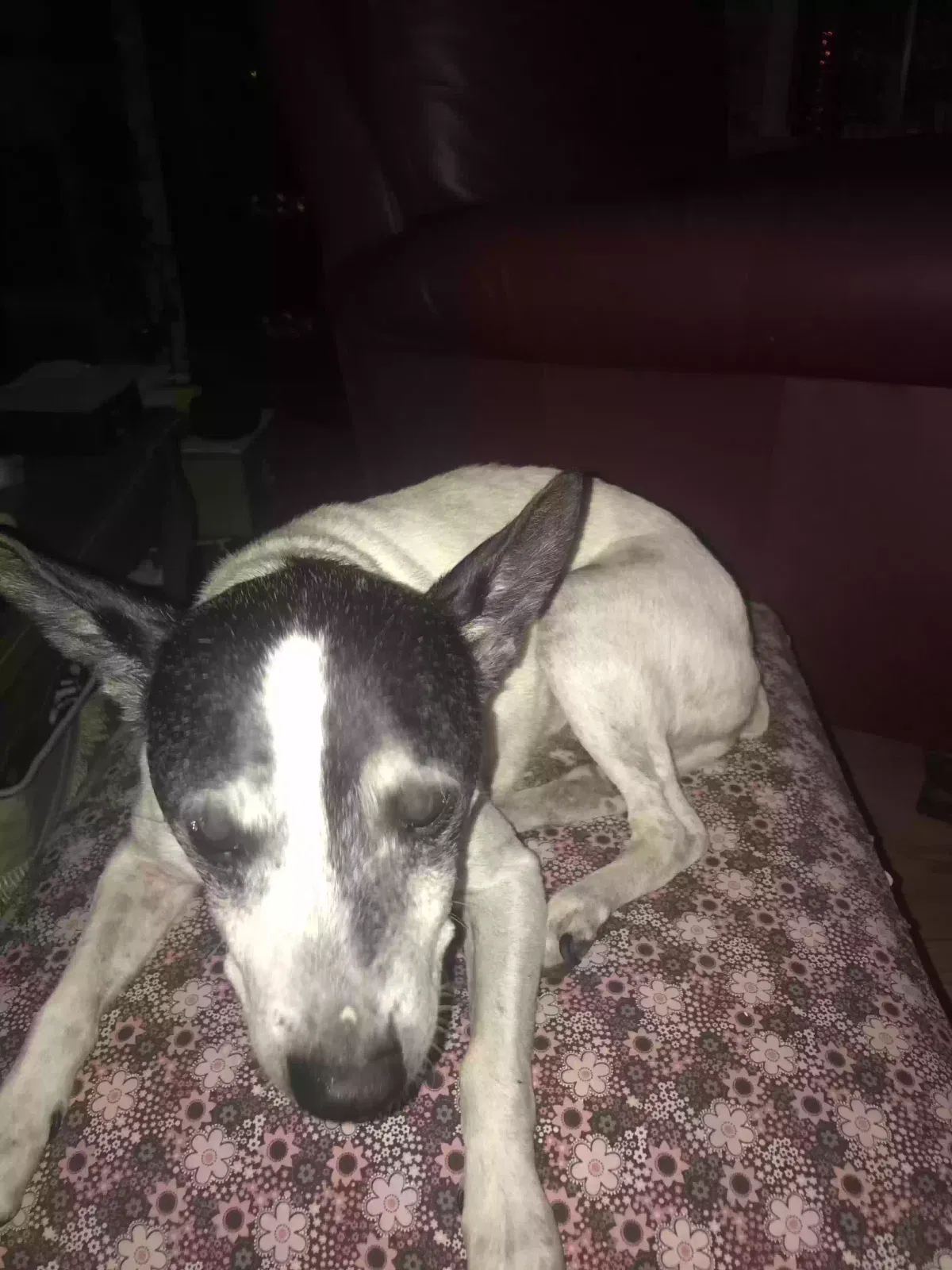 Lost dog in Ocean Springs, MS, 39564