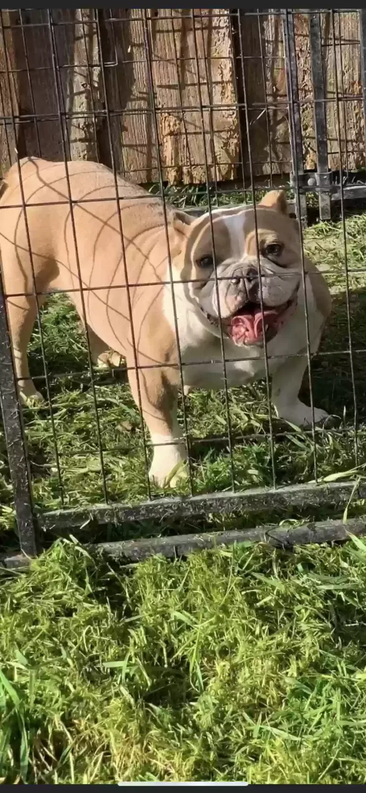 Lost dog in Forney, TX, 75126