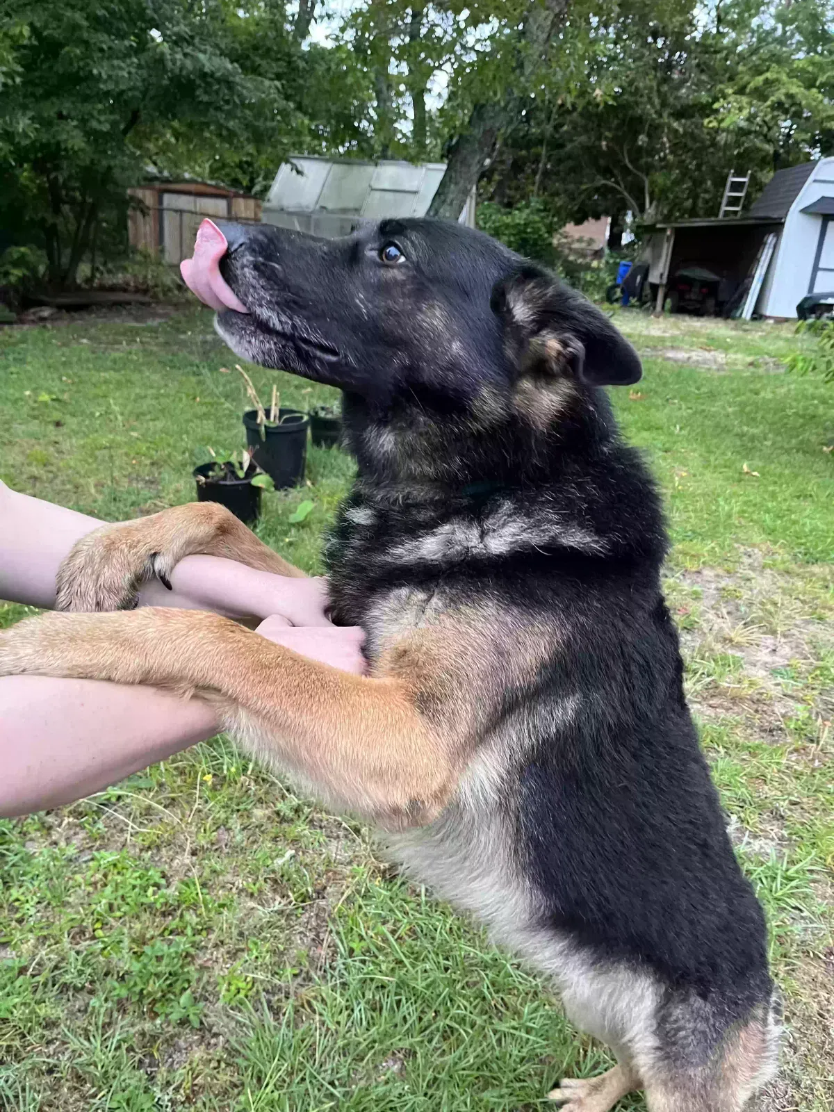 Found dog in Spring Lake, NC, 28390
