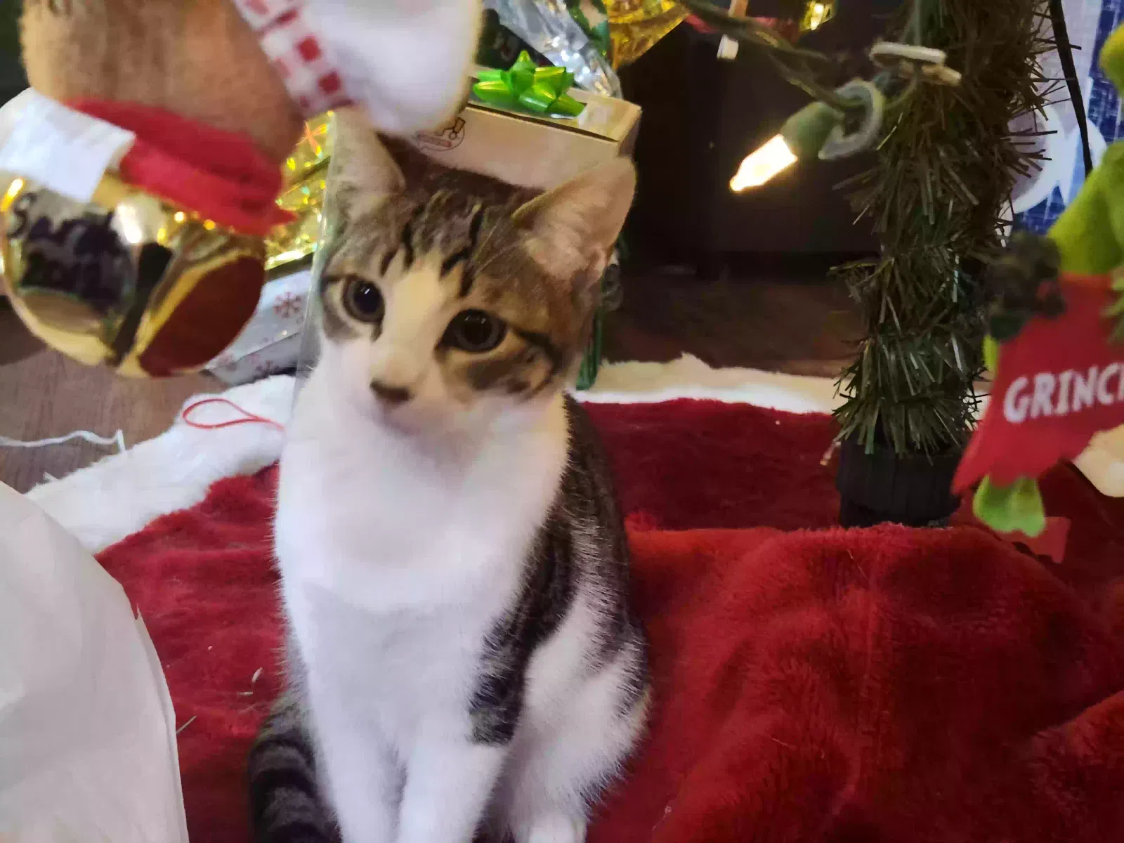 Lost cat in San Antonio, TX, 78232