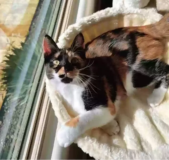 Lost cat in Phoenix, AZ, 85085