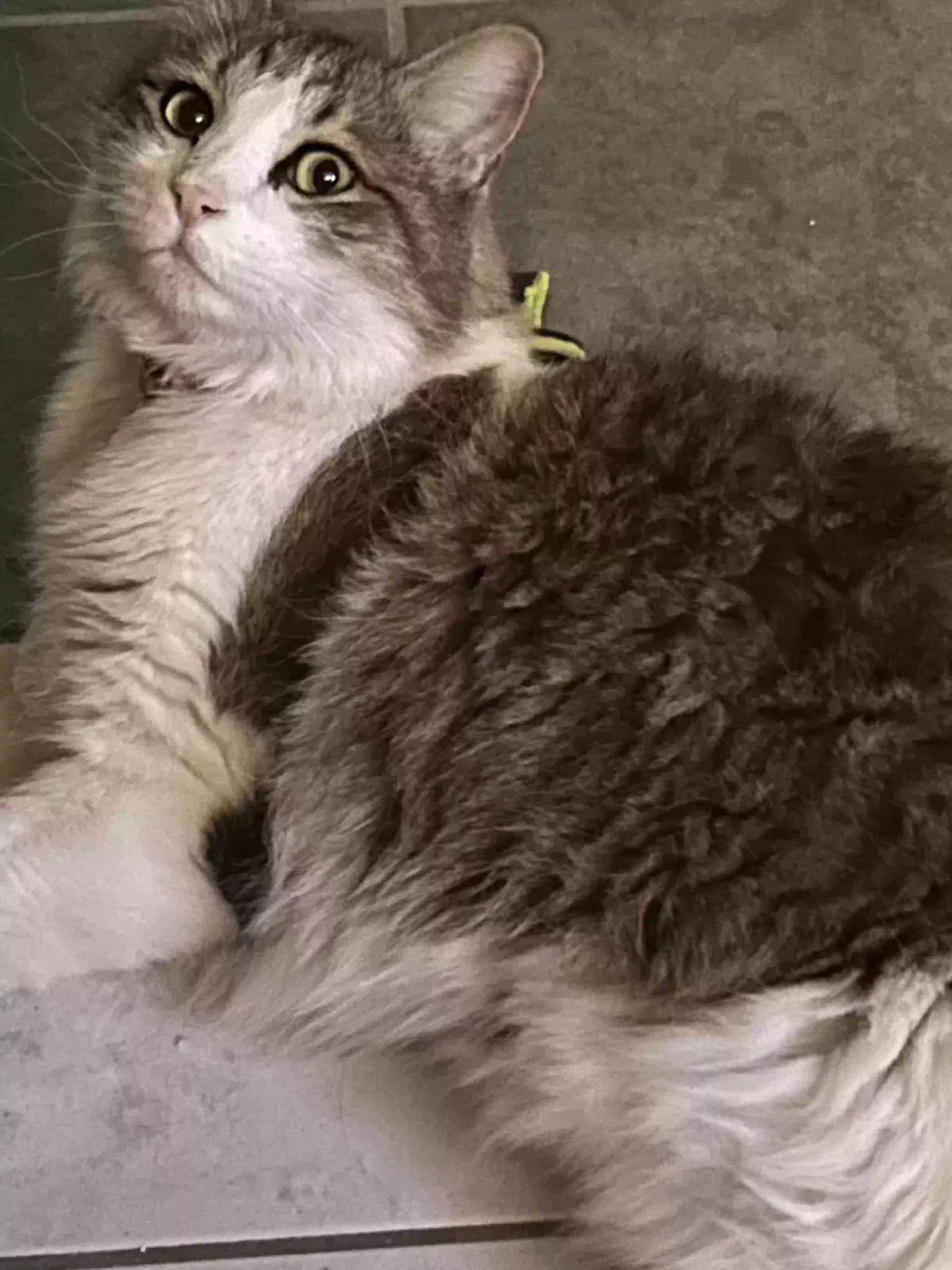 Lost cat in Las Vegas, NV, 89122