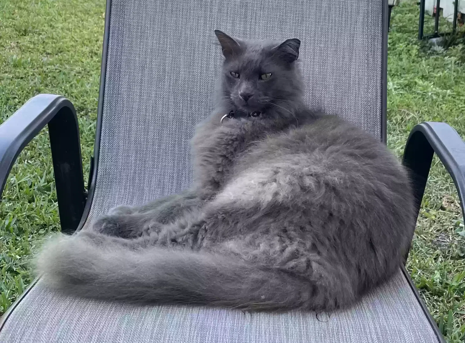 Lost cat in West Palm Beach, FL, 33415
