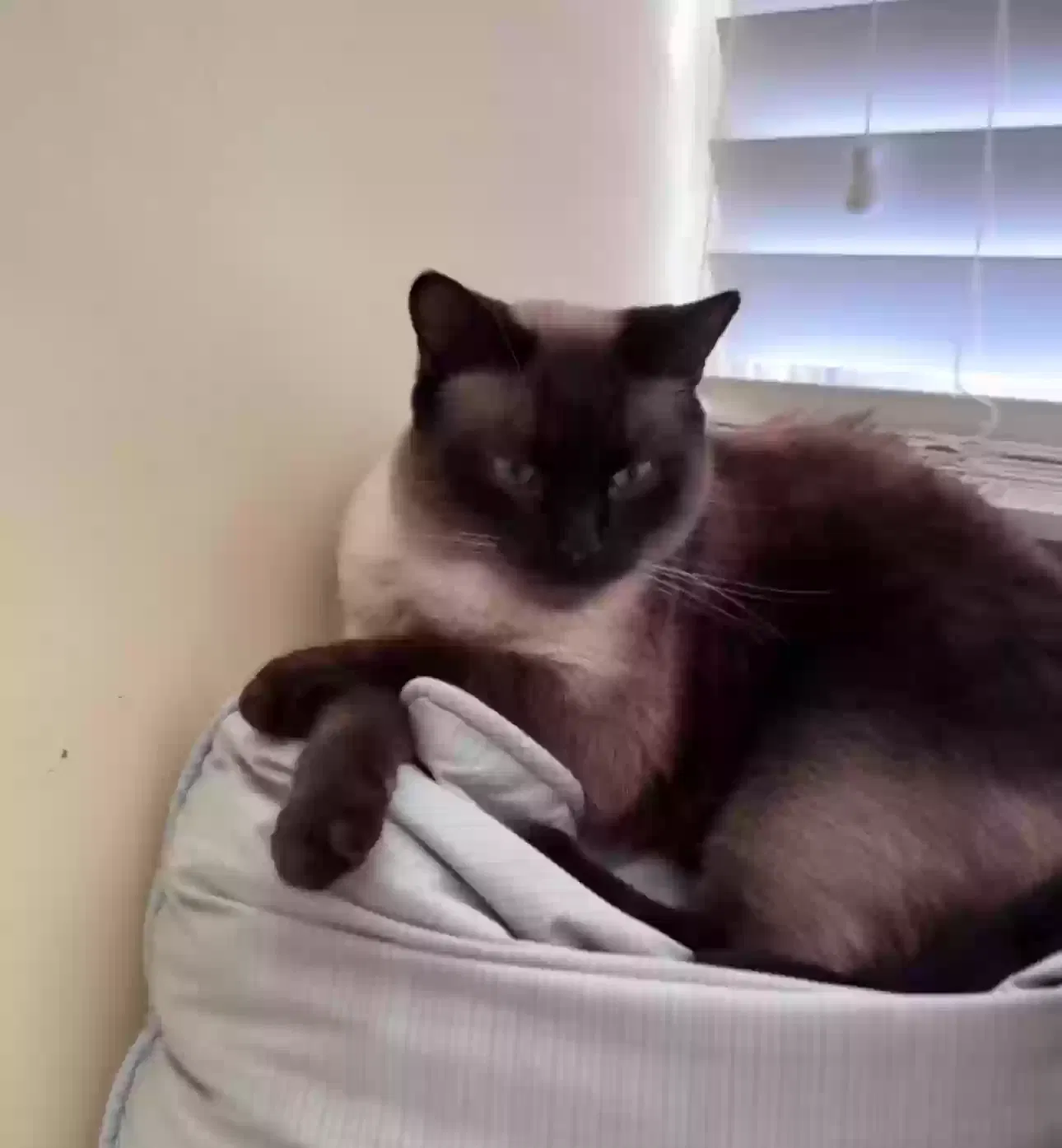 Lost cat in Knoxville, TN, 37920