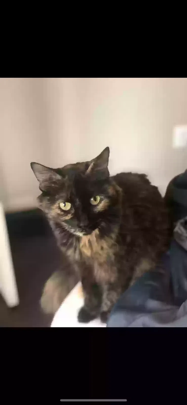 Lost cat in San Antonio, TX, 78258