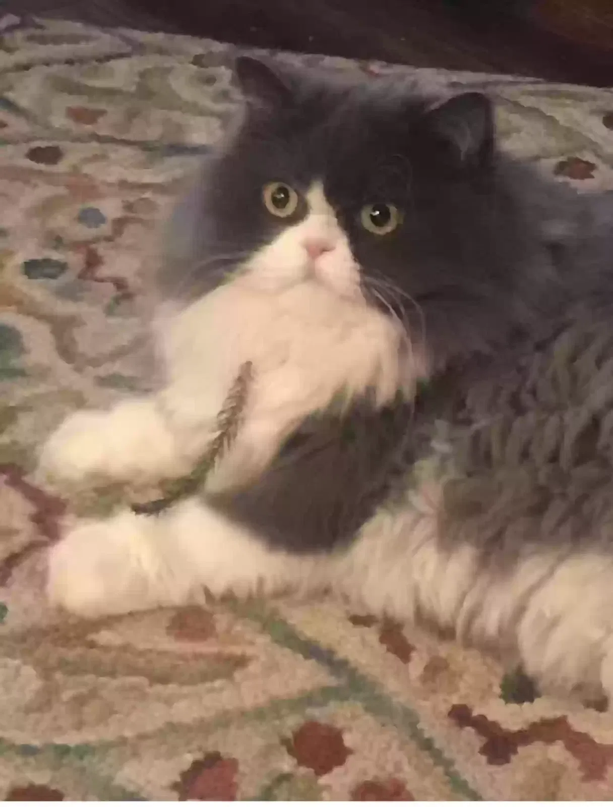 Lost cat in Belton, TX, 76513