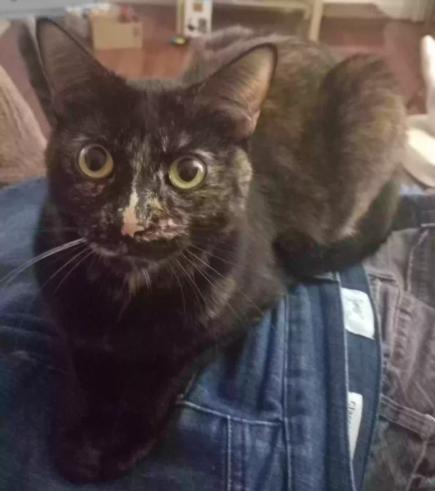 Lost cat in Phoenix, AZ, 85014