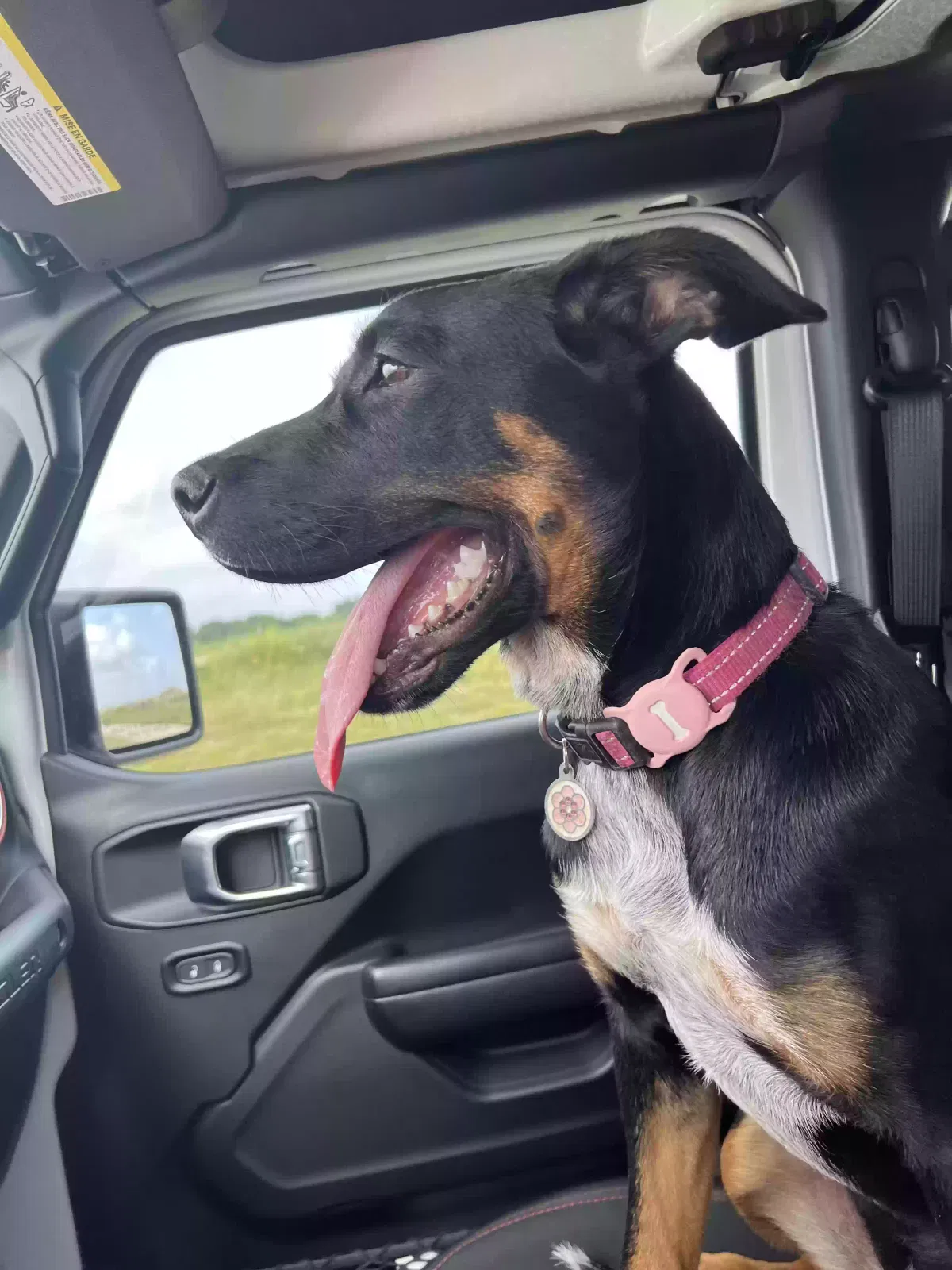 Lost dog in Temple, TX, 76502