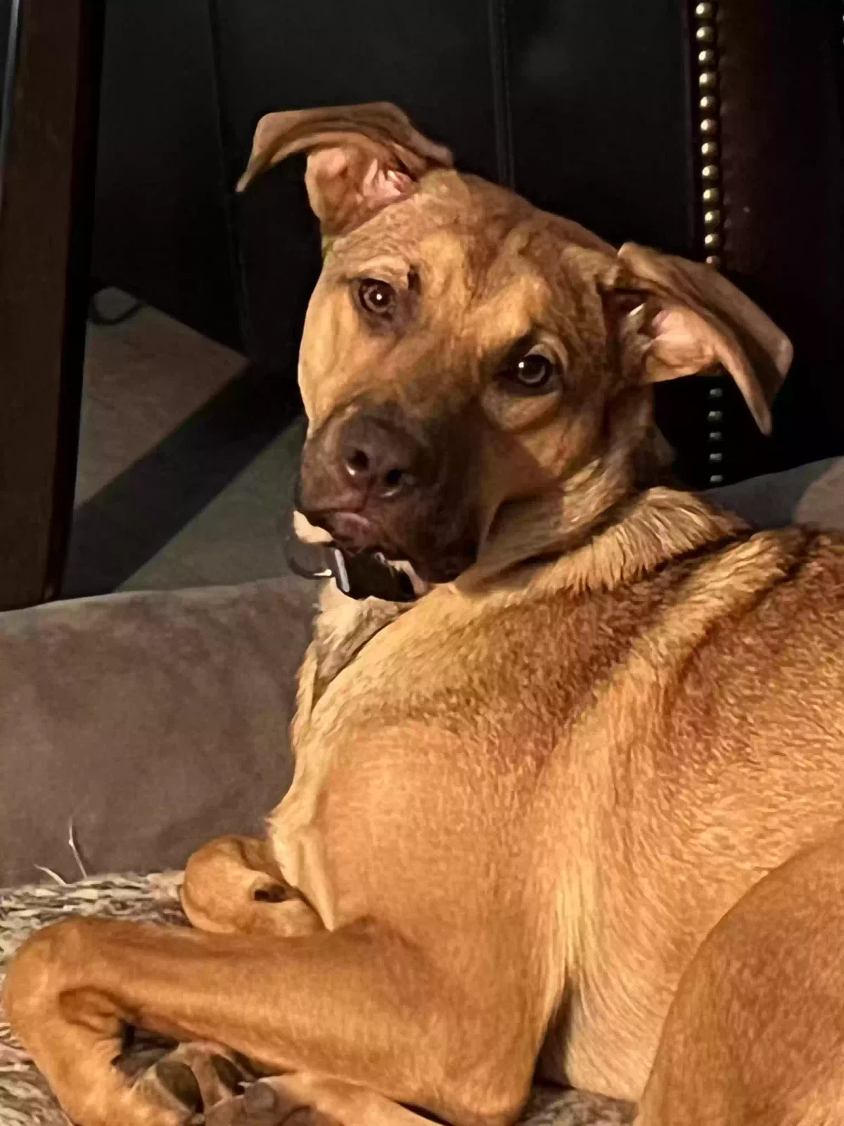 Lost dog in Elgin, SC, 29045