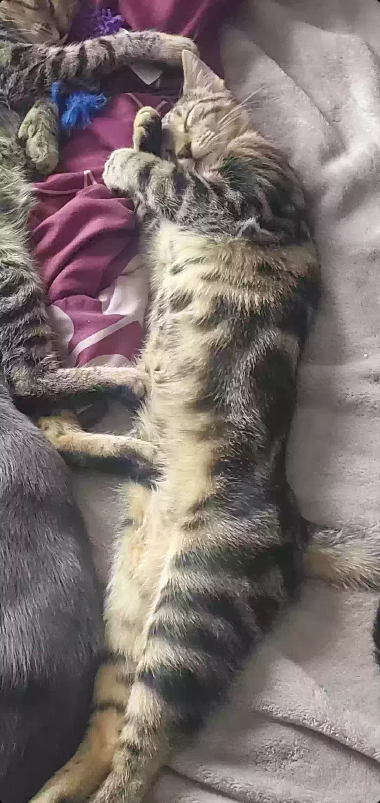 Lost cat in Erie, PA, 16509