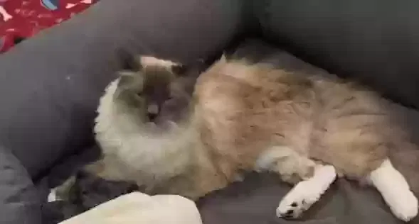 Lost cat in Plantersville, TX, 77363