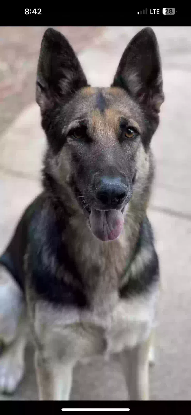 Lost dog in Terrell, TX, 75160