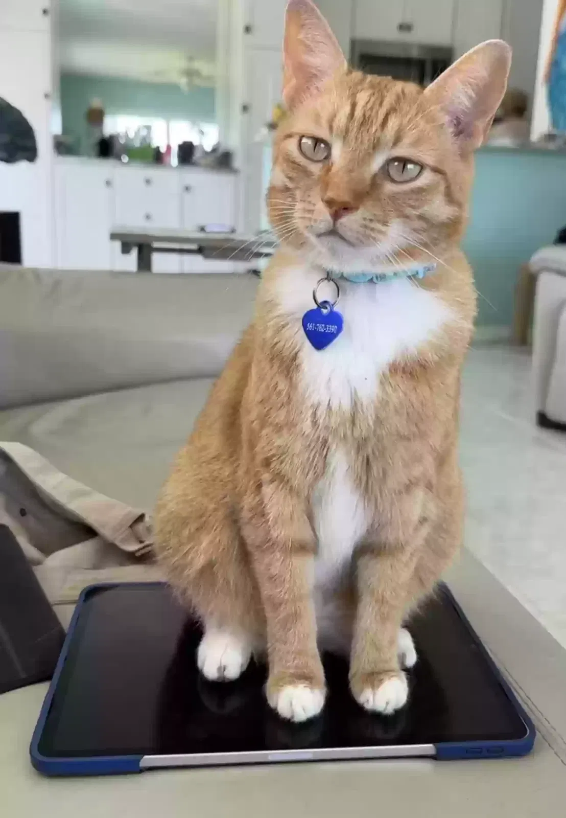 Lost cat in North Palm Beach, FL, 33408