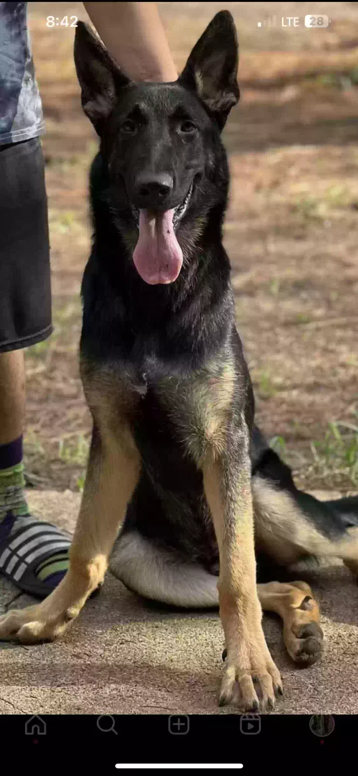 Lost dog in Terrell, TX, 75160