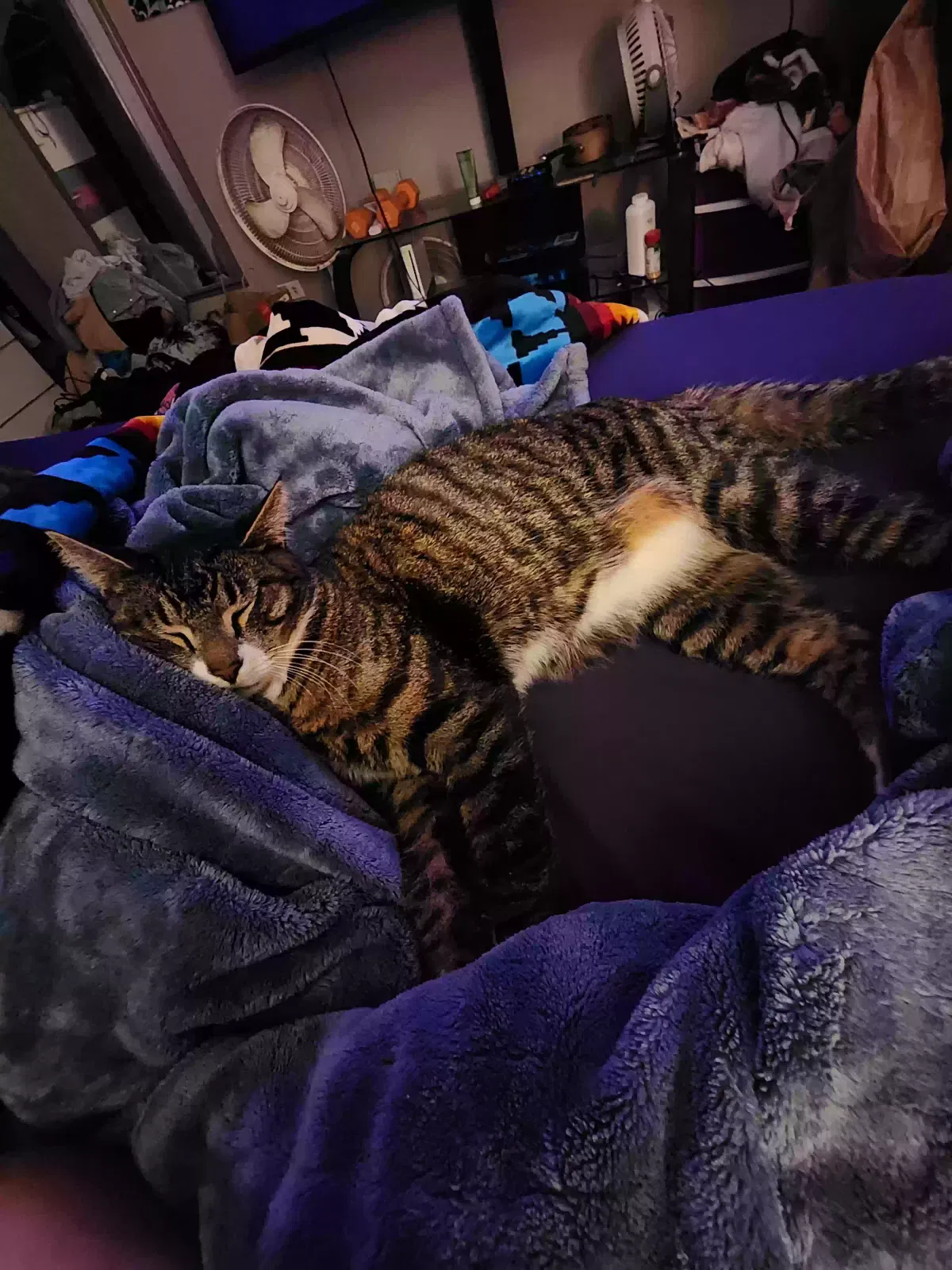 Lost cat in Liberty Lake, WA, 99019