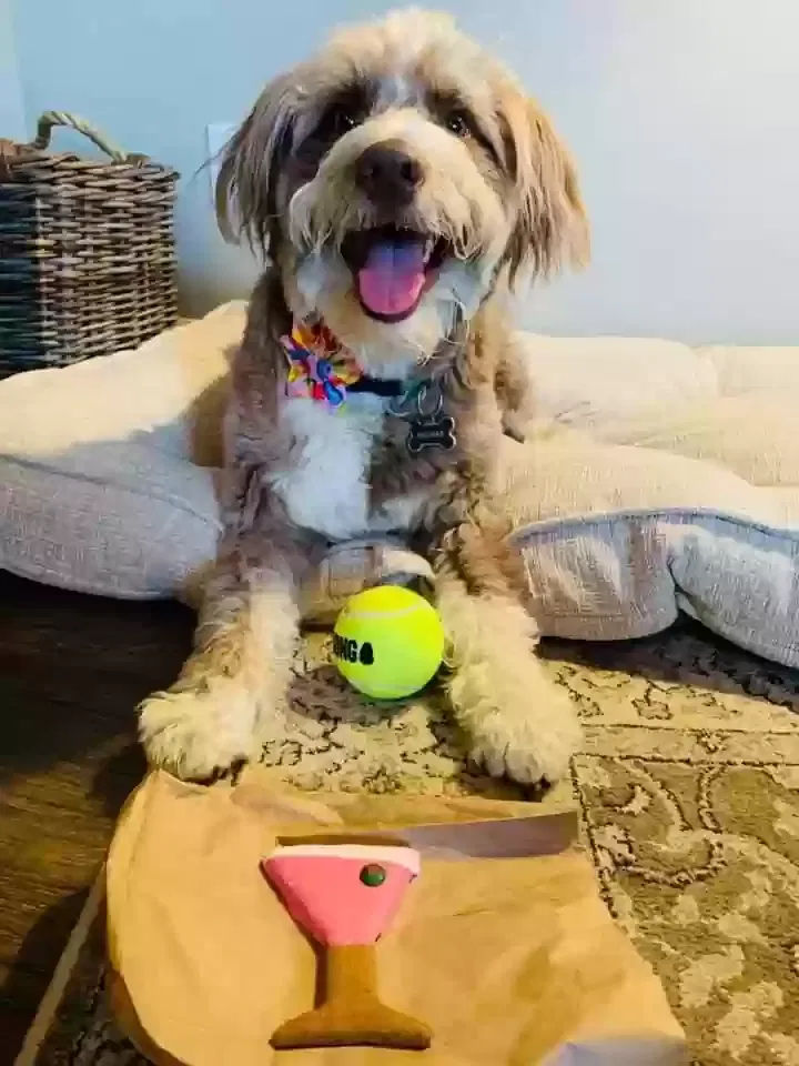 Lost dog in Anoka, MN, 55303