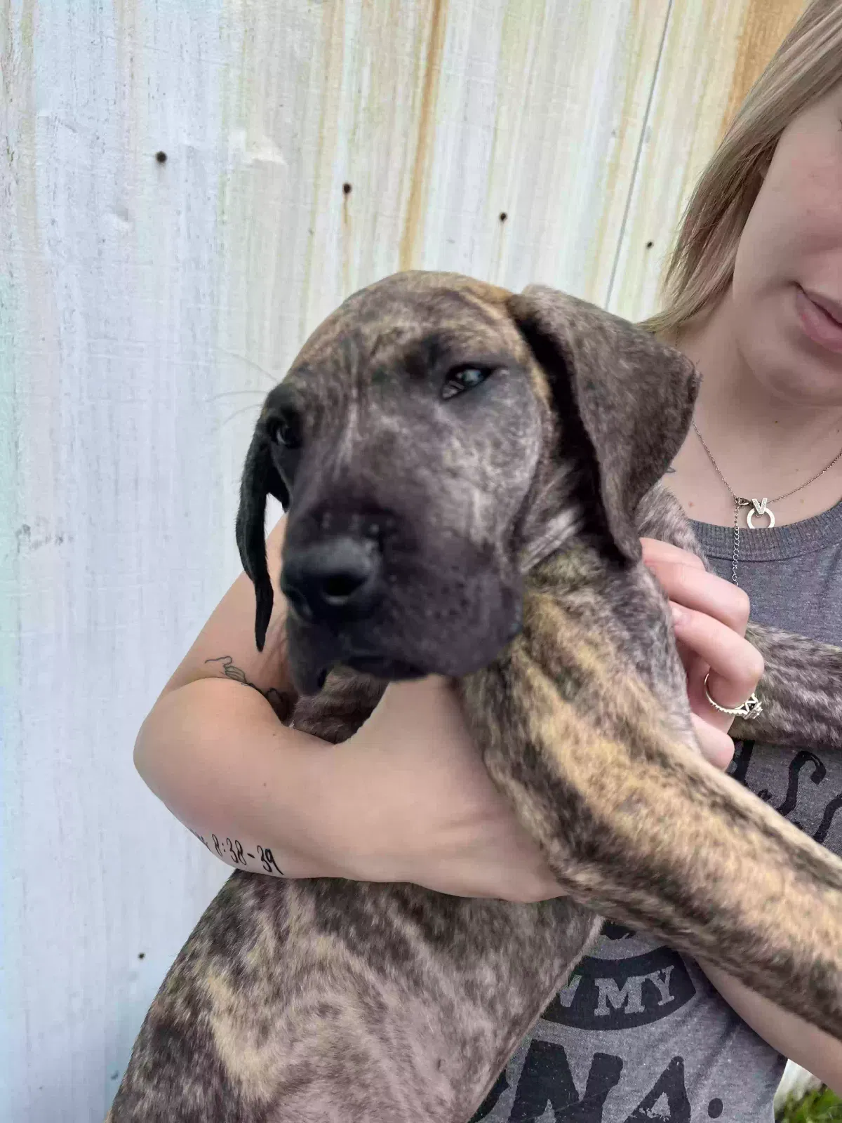 Lost dog in Cleveland, TN, 37311
