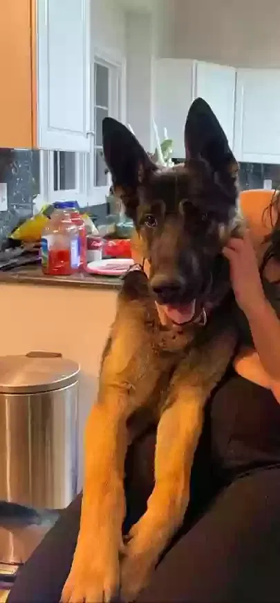 Lost dog in Aurora, CO, 80016