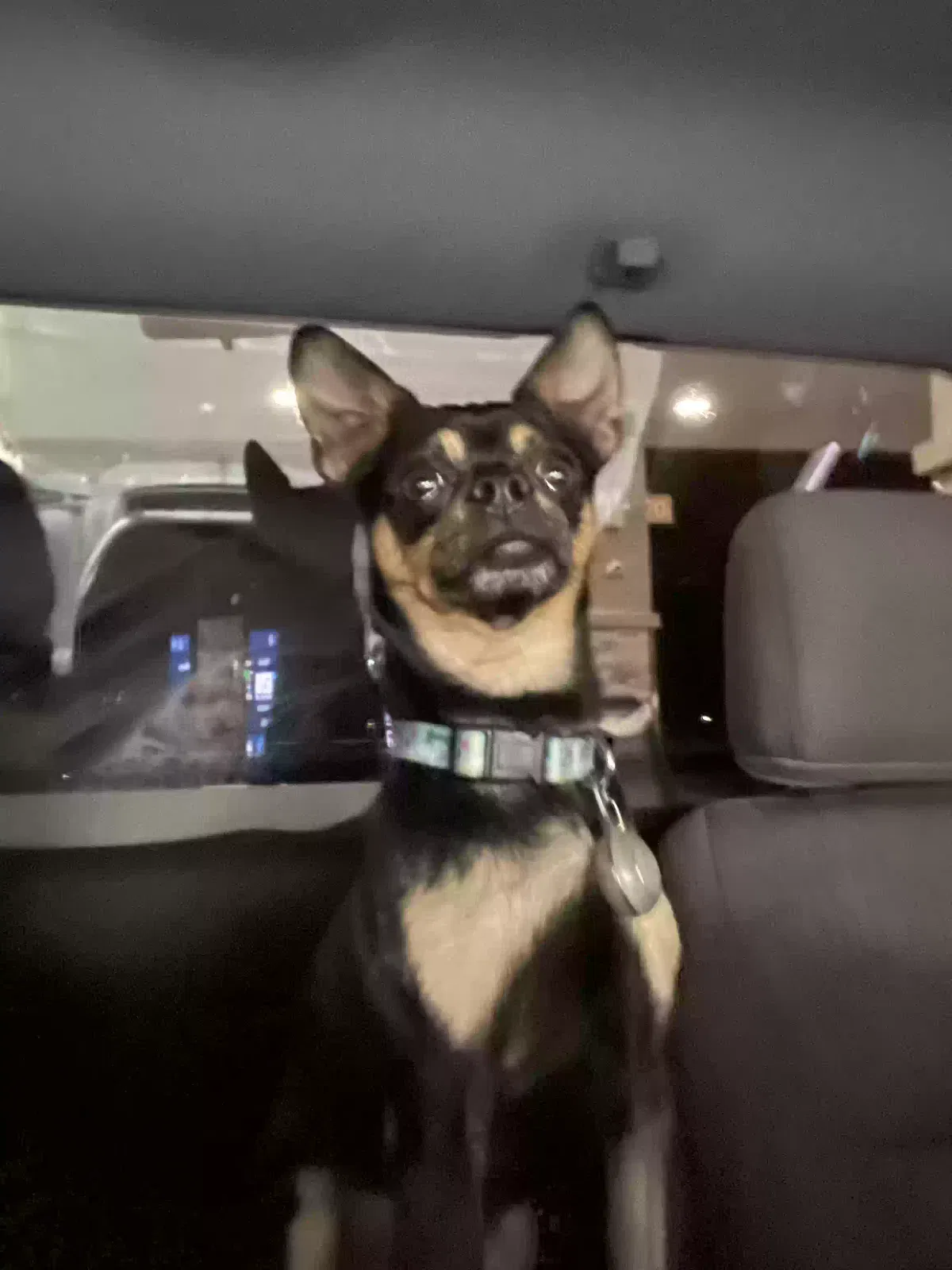 Lost dog in Tucson, AZ, 85713