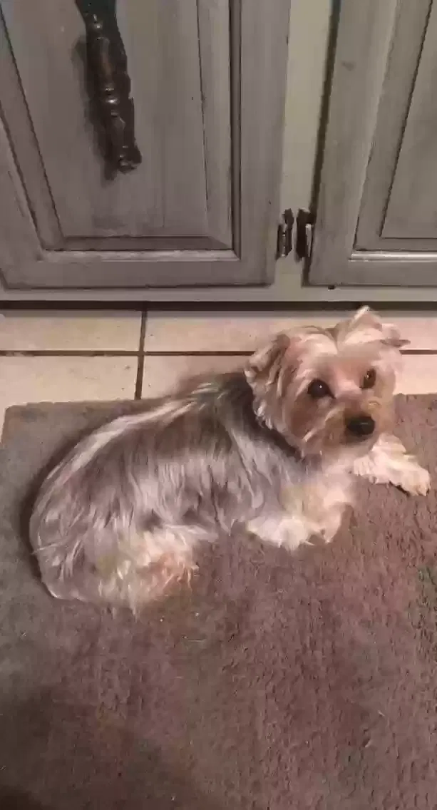 Lost dog in Cartersville, GA, 30120