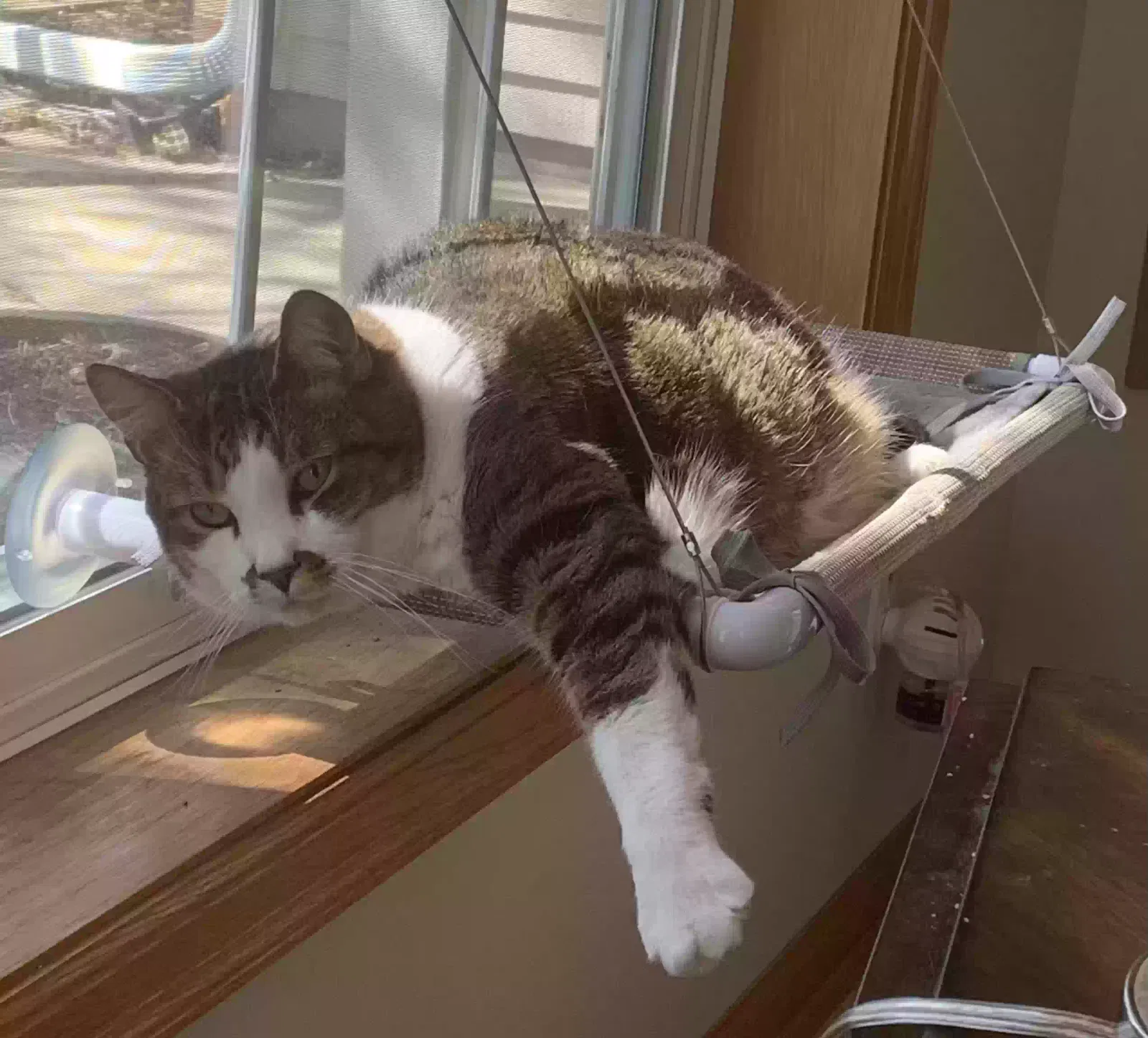 Lost cat in Eden Prairie, MN, 55346