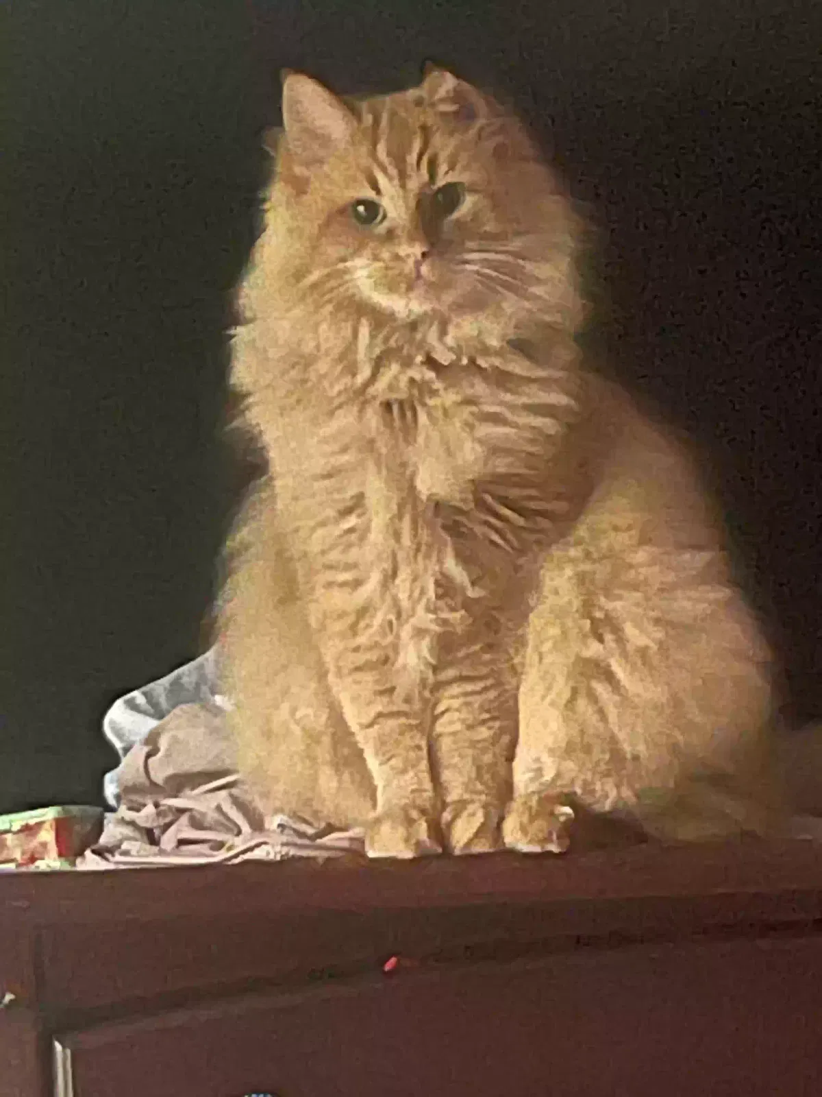 Lost cat in Lake Oswego, OR, 97035