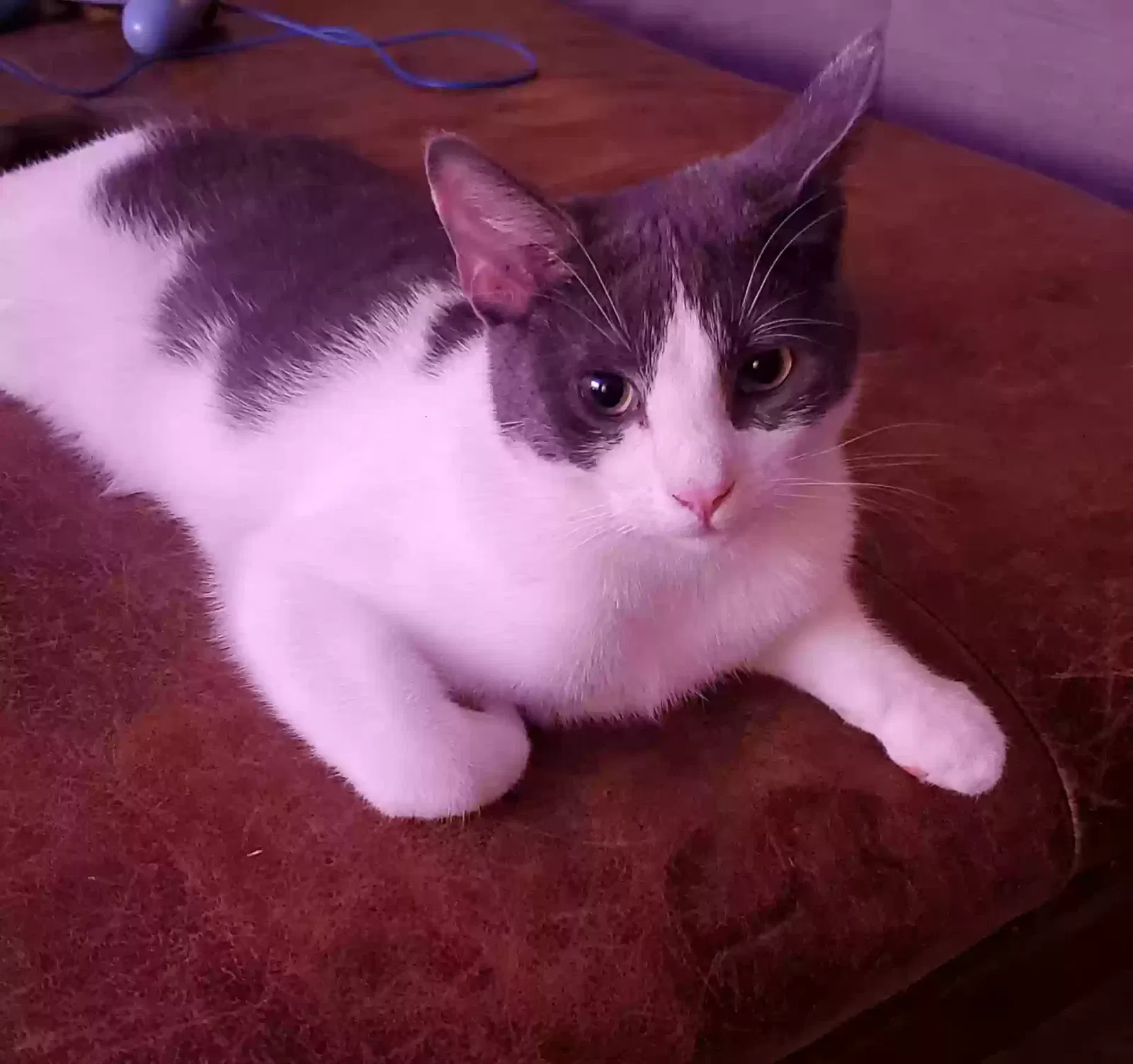 Lost cat in Valrico, FL, 33594