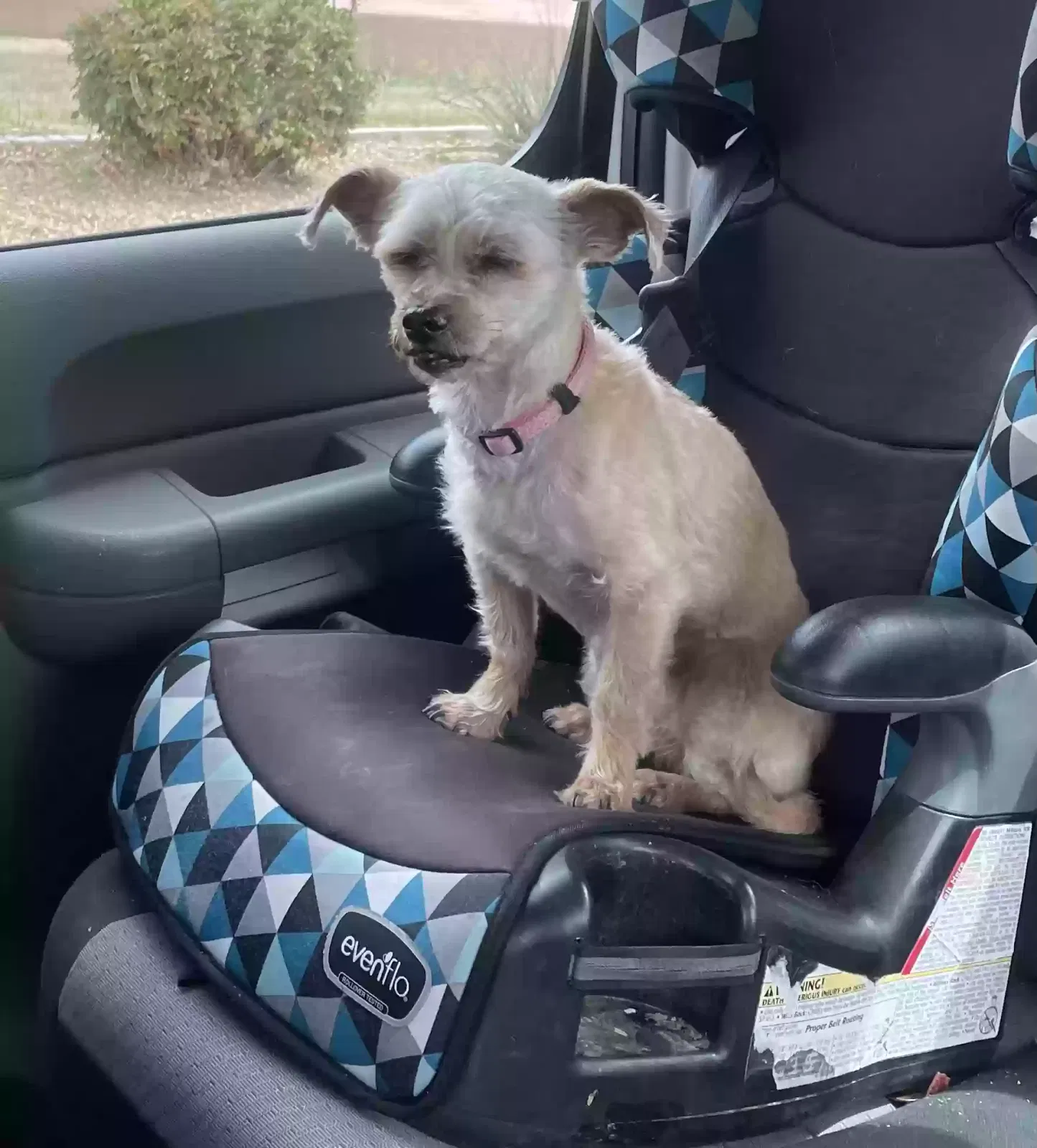 Lost dog in Albuquerque, NM, 87107