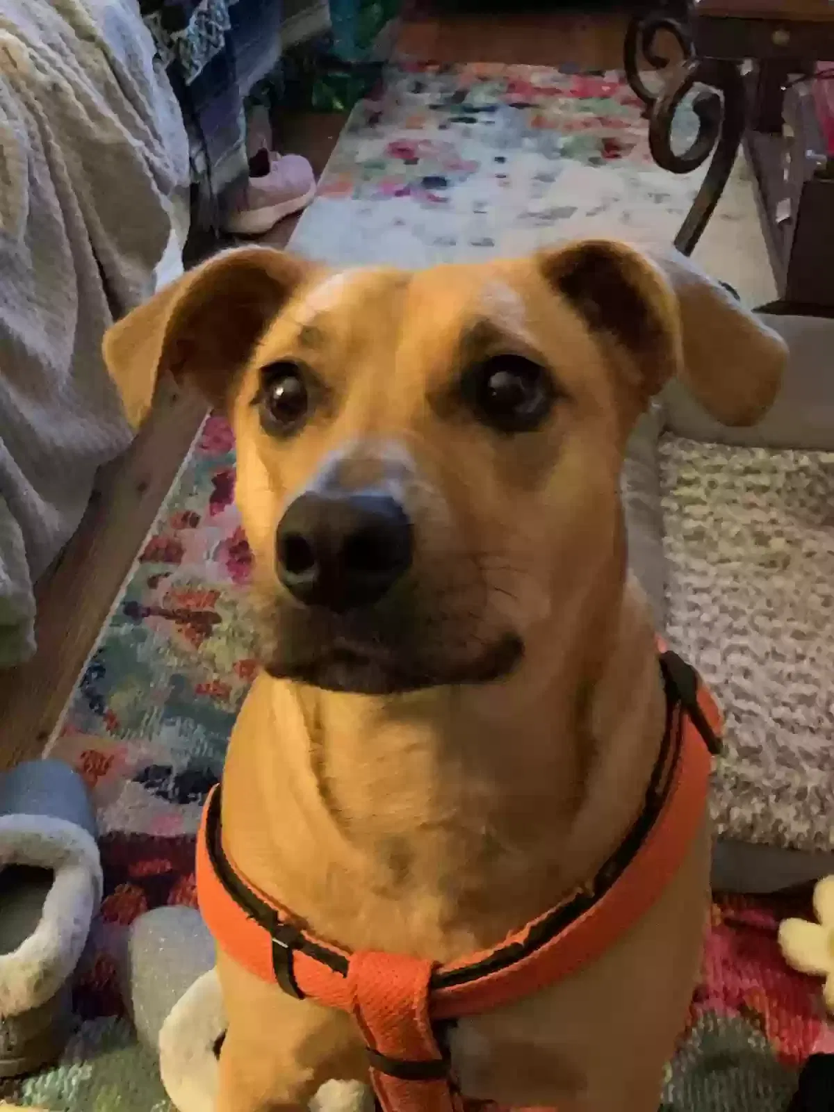 Lost dog in Shawnee, OK, 74804