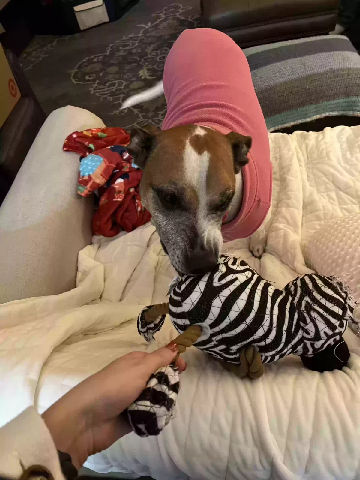 Lost dog in West Des Moines, IA, 50266