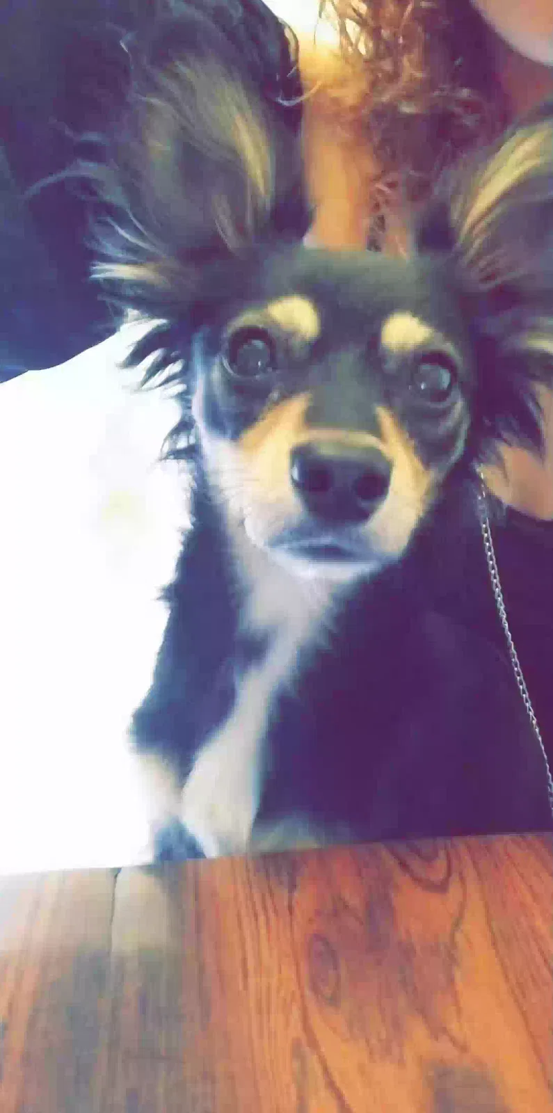 Lost dog in Buckeye, AZ, 85326