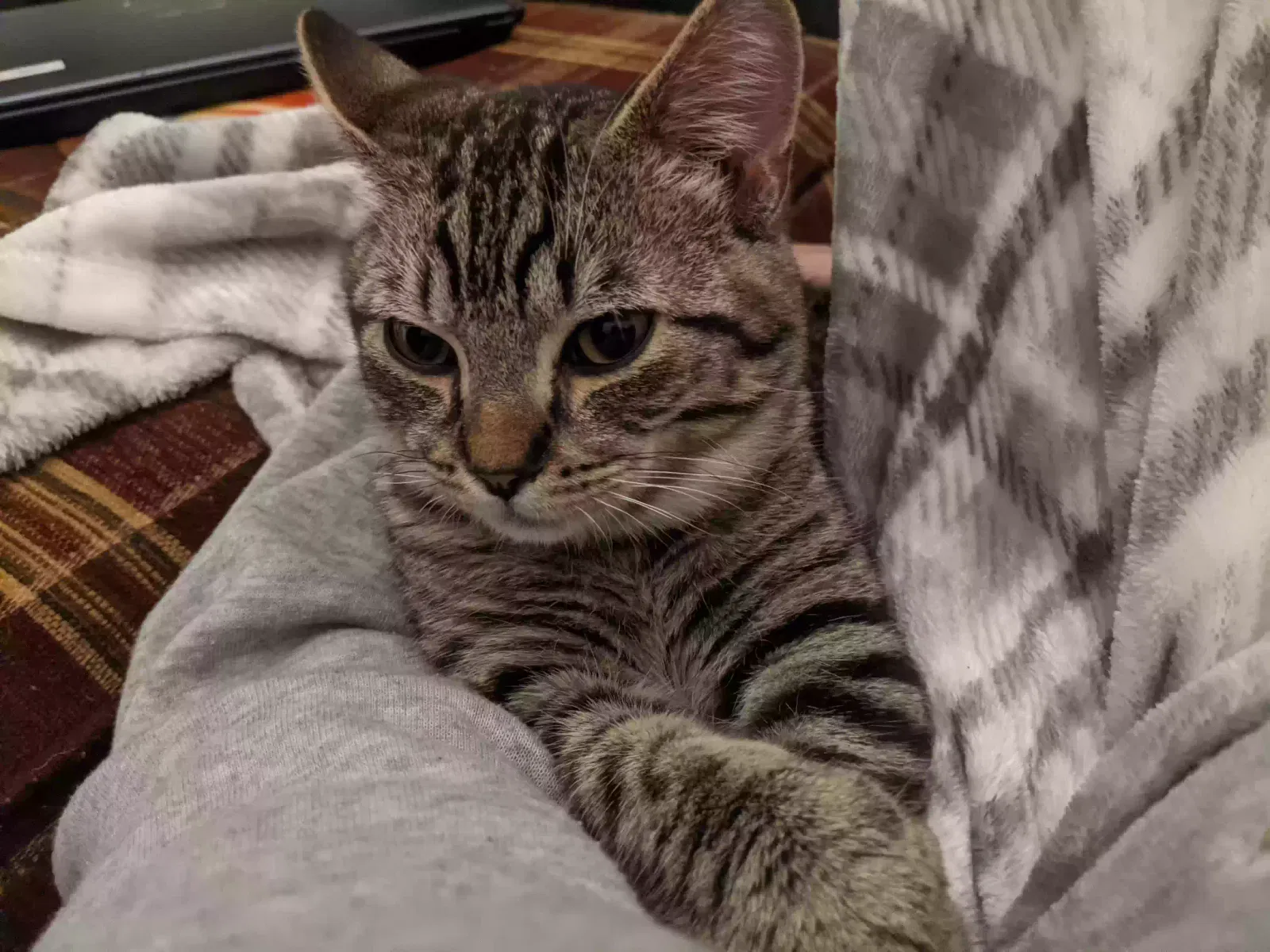 Lost cat in Cleveland, TN, 37311