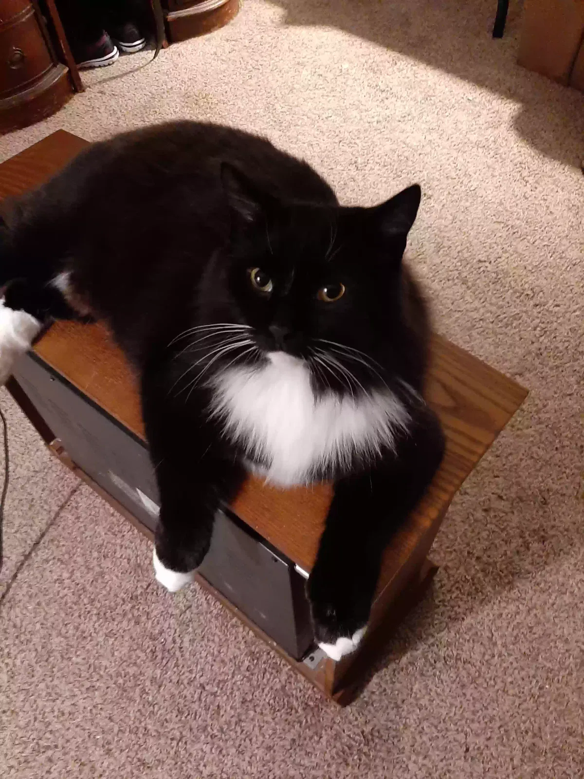 Lost cat in Oberlin, OH, 44074