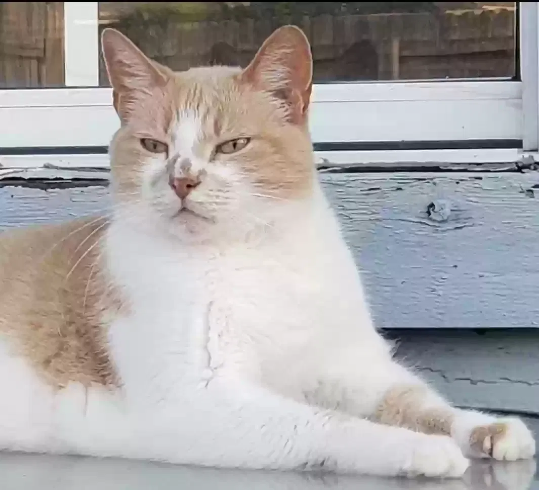 Lost cat in Broken Arrow, OK, 74011