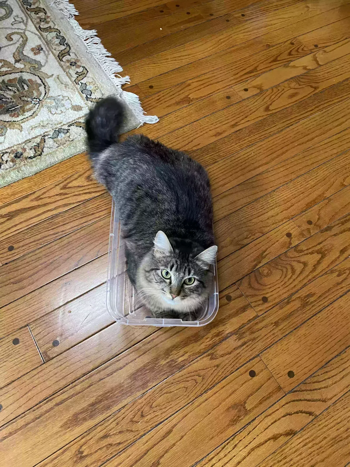 Lost cat in Newtown, CT, 6470