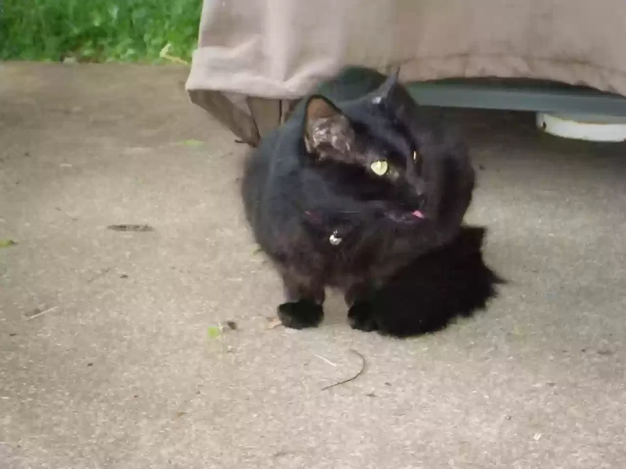 Found cat in Springfield, MO, 65804
