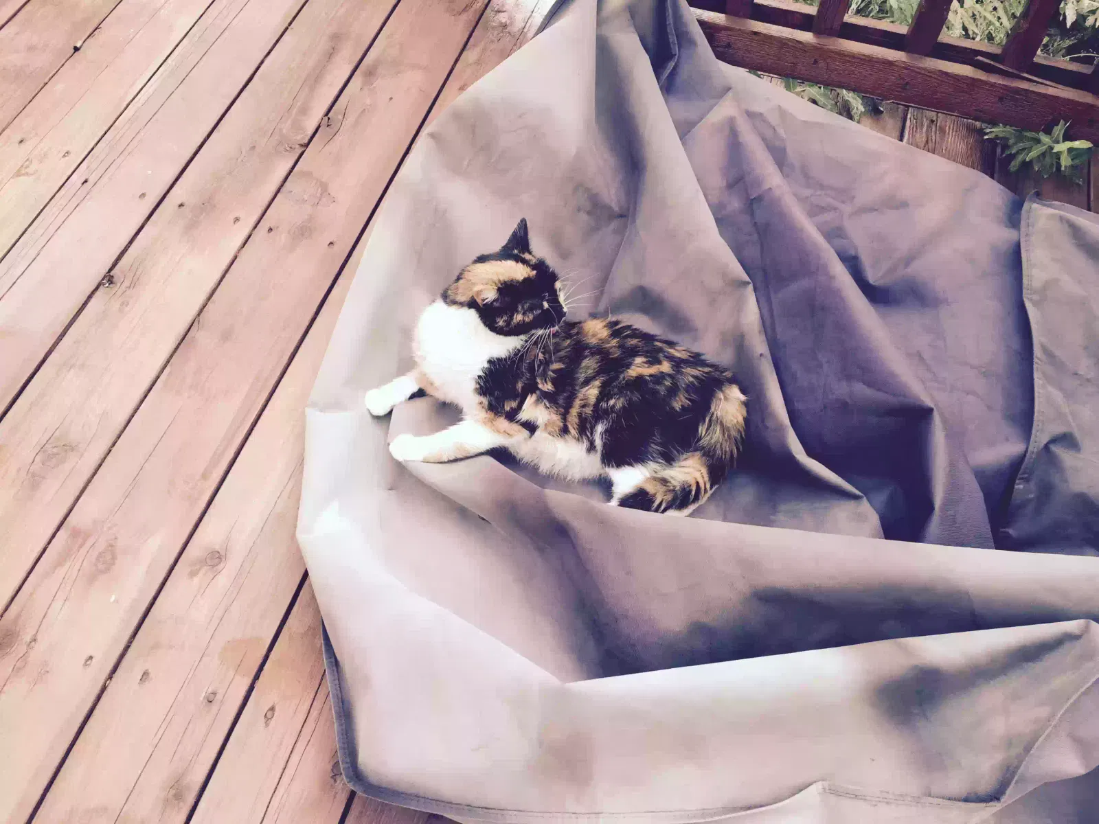 Lost cat in Rochester, MI, 48306