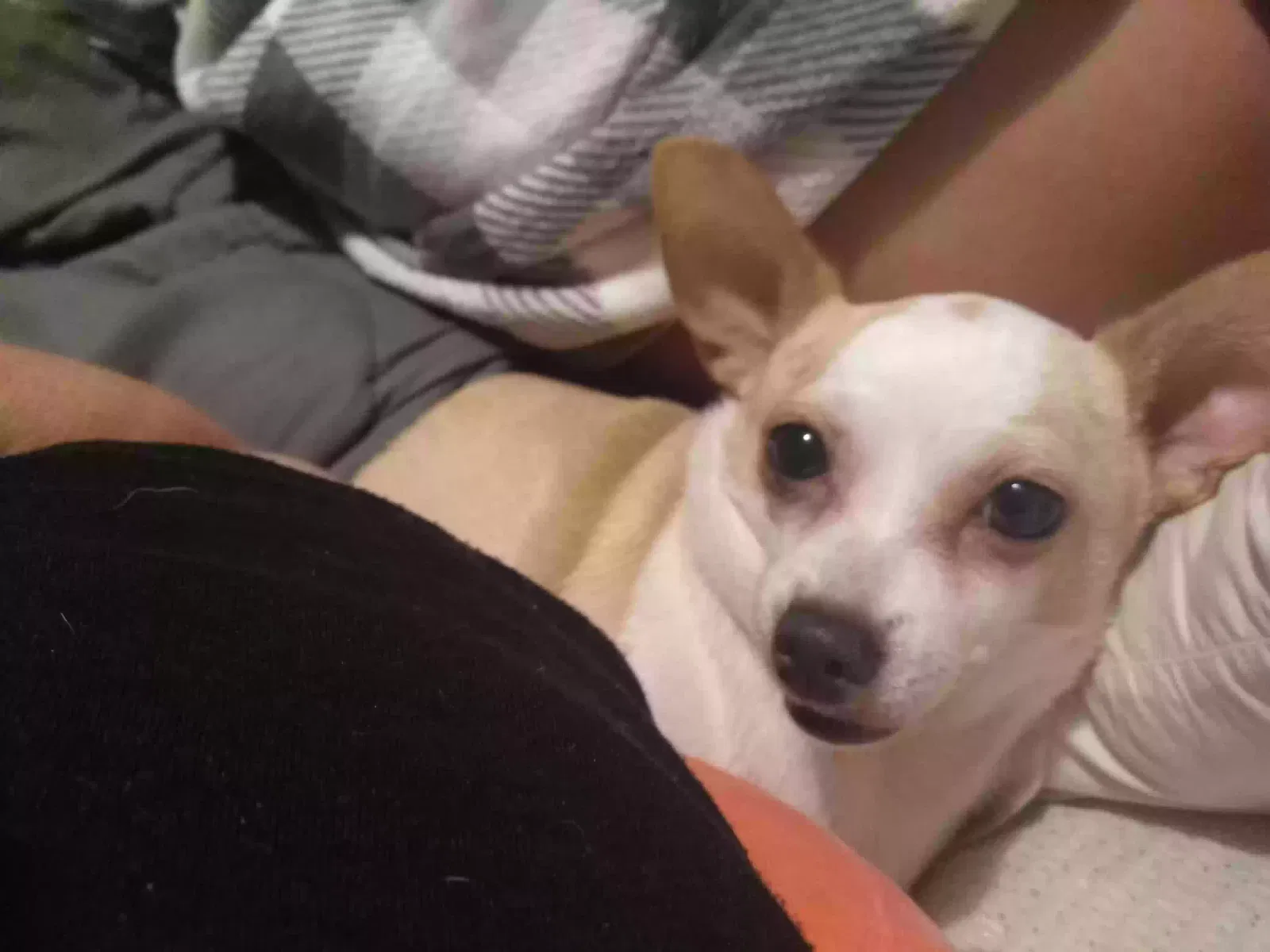 Lost dog in Donna, TX, 78537