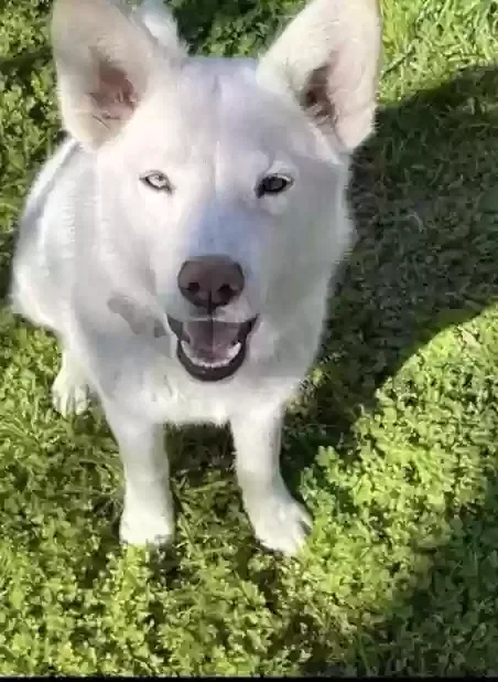 Lost dog in Sacramento, CA, 95838