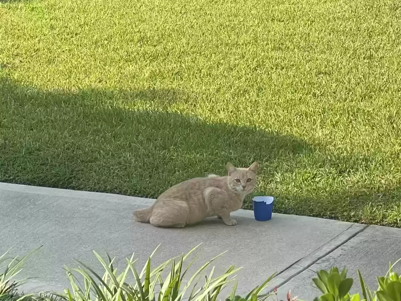 Found cat in Tallahassee, FL, 32309