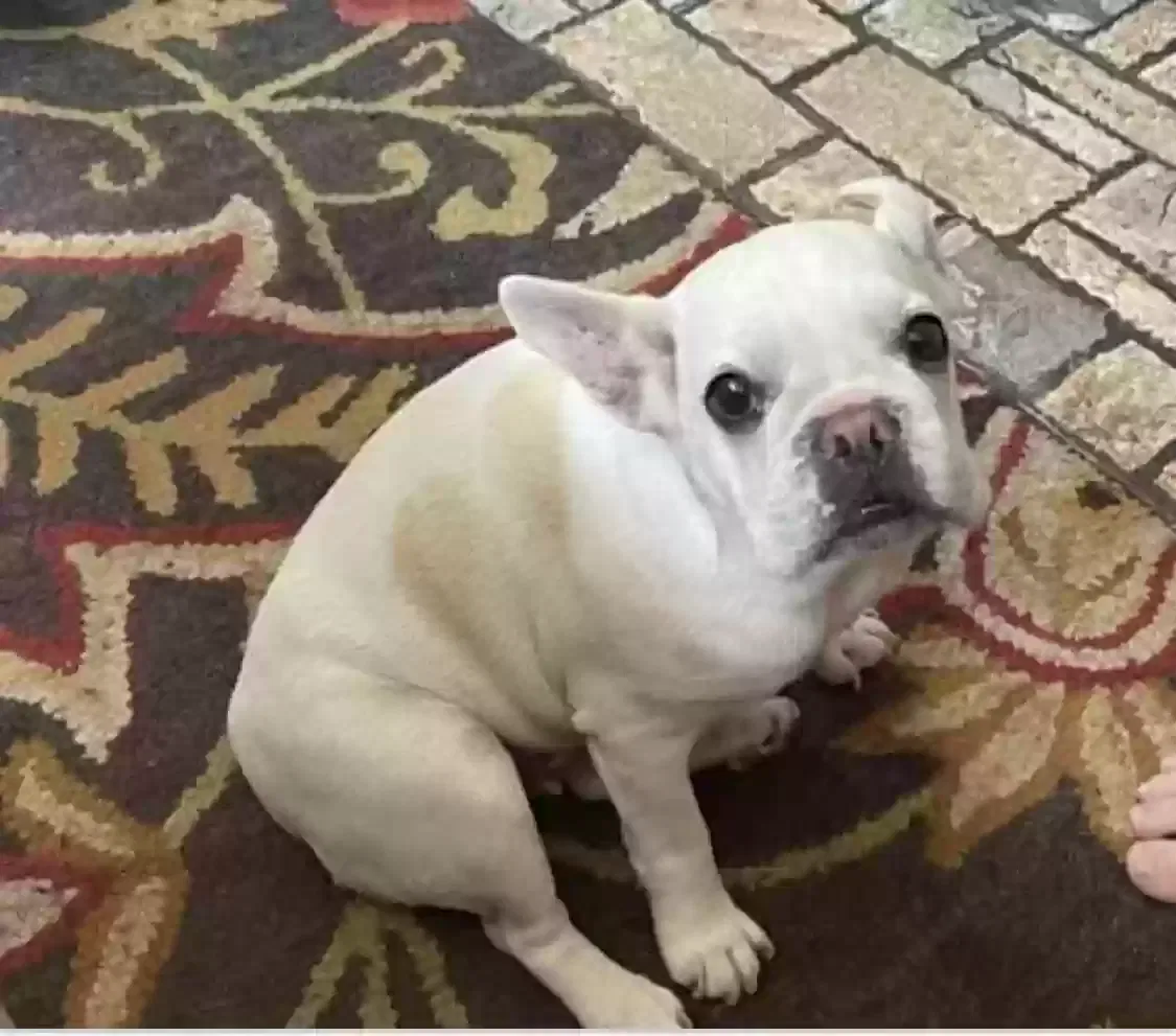Lost dog in Canyon Country, CA, 91387