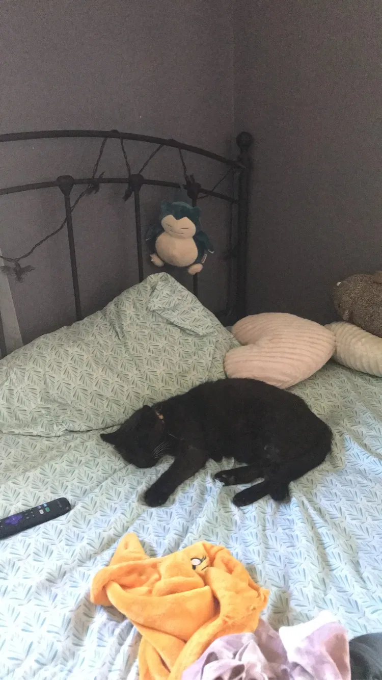 Lost cat in La Mirada, CA, 90638